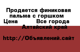 Продается финиковая пальма с горшком › Цена ­ 600 - Все города  »    . Алтайский край